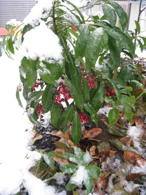 初雪です