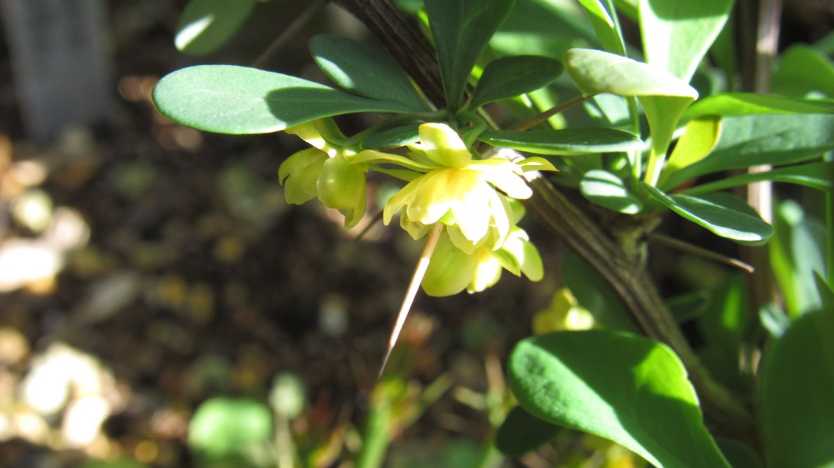 実の生る木の小さな花