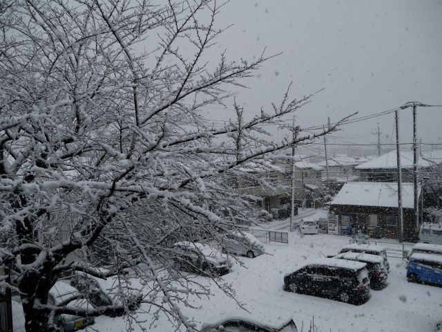 最終日は雪。。。成人の日可哀想。