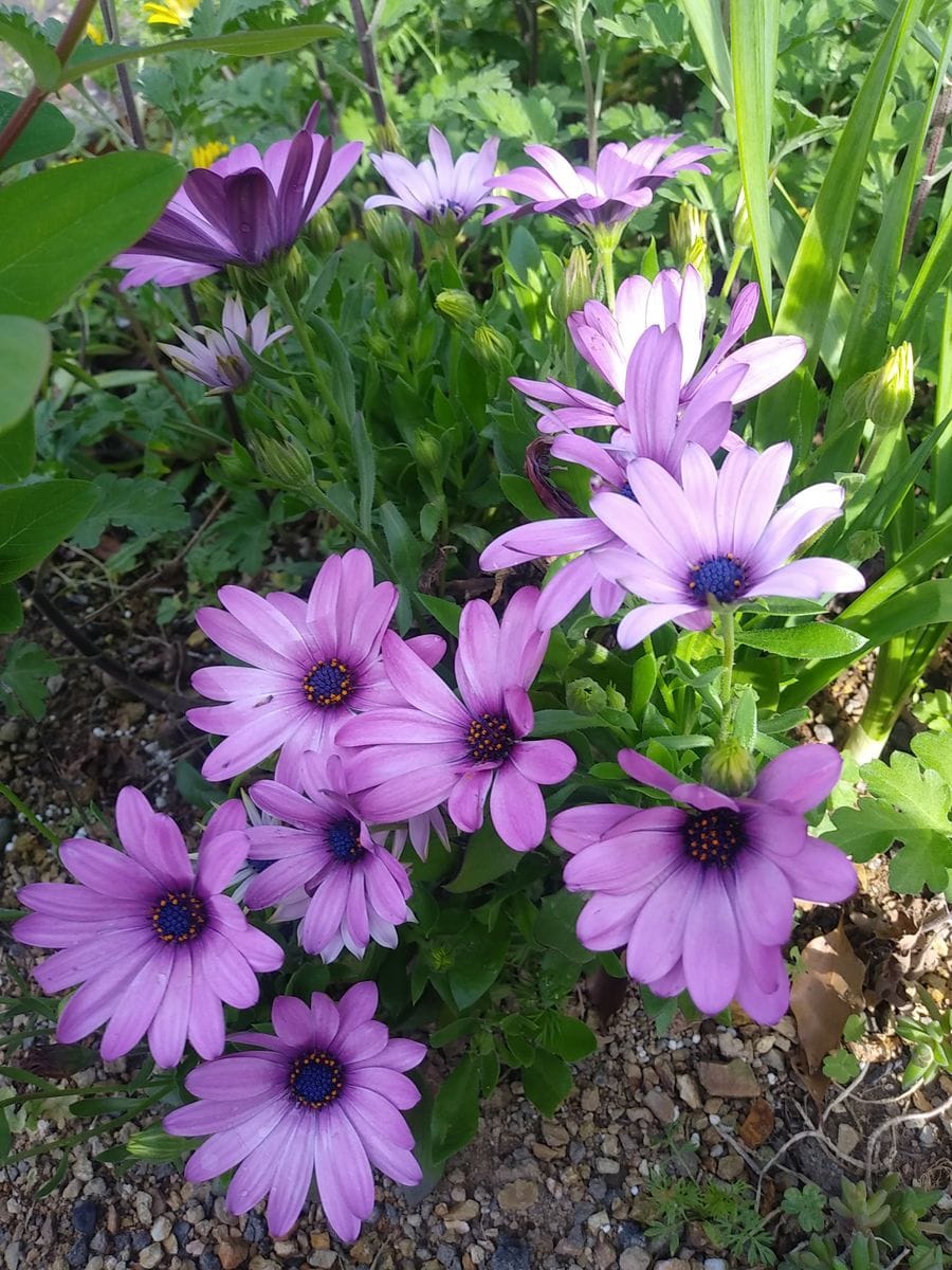 地植え花壇で元気に咲きます✨😊