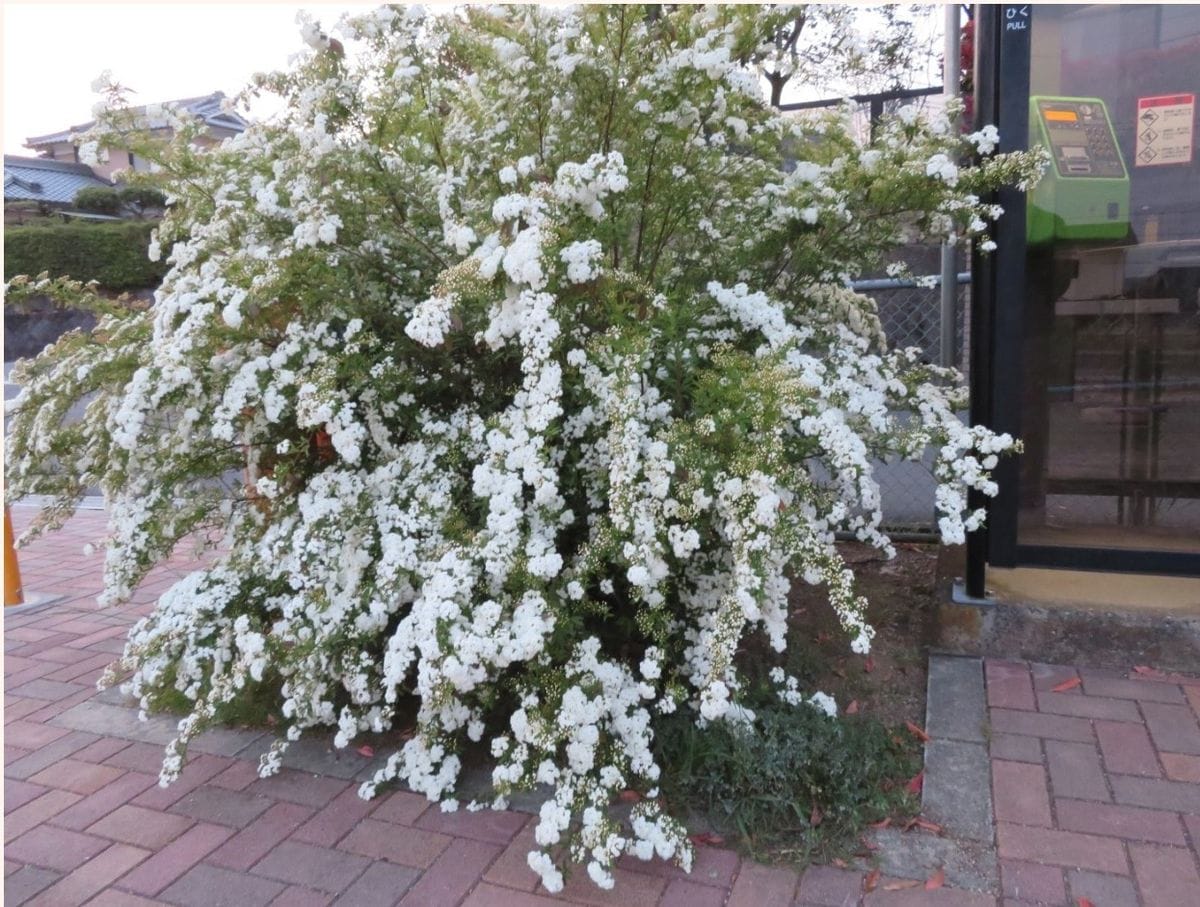 コデマリとトウグミの花