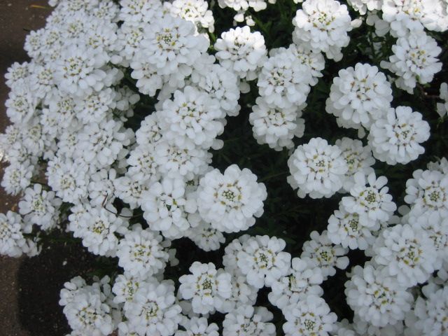 我が家の花ざかりの春の花