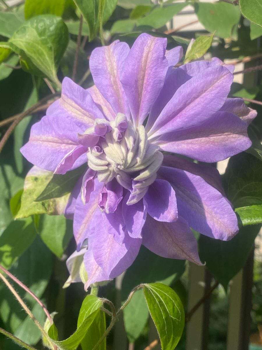 デニーズダブルが開花中✨