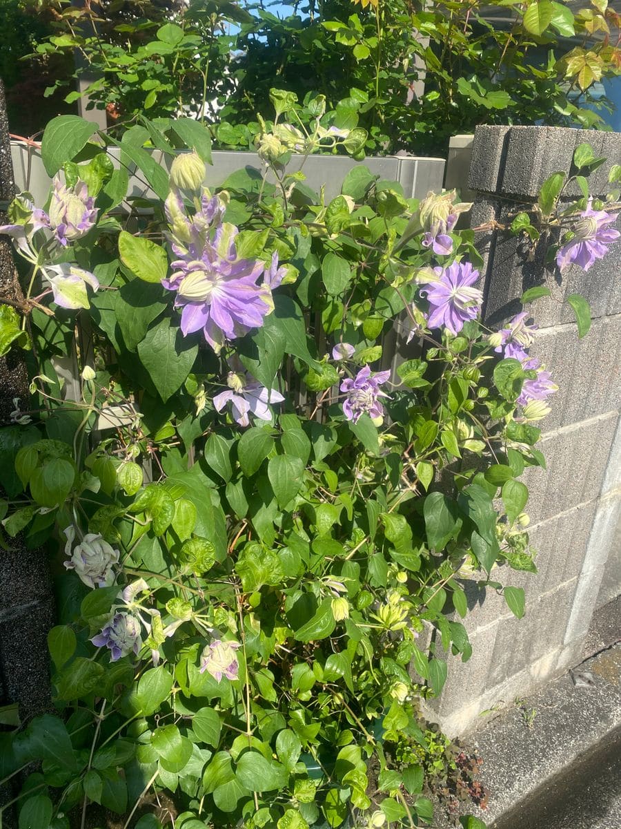 デニーズダブルが開花中✨