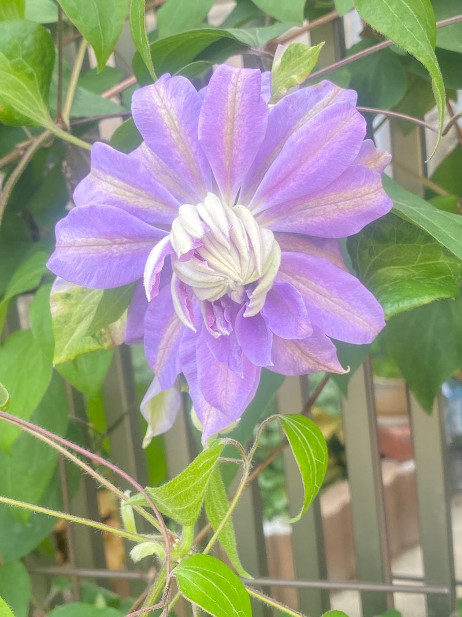 デニーズダブルが開花中✨