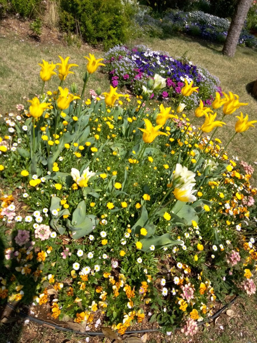 春の里山ガーデン💐