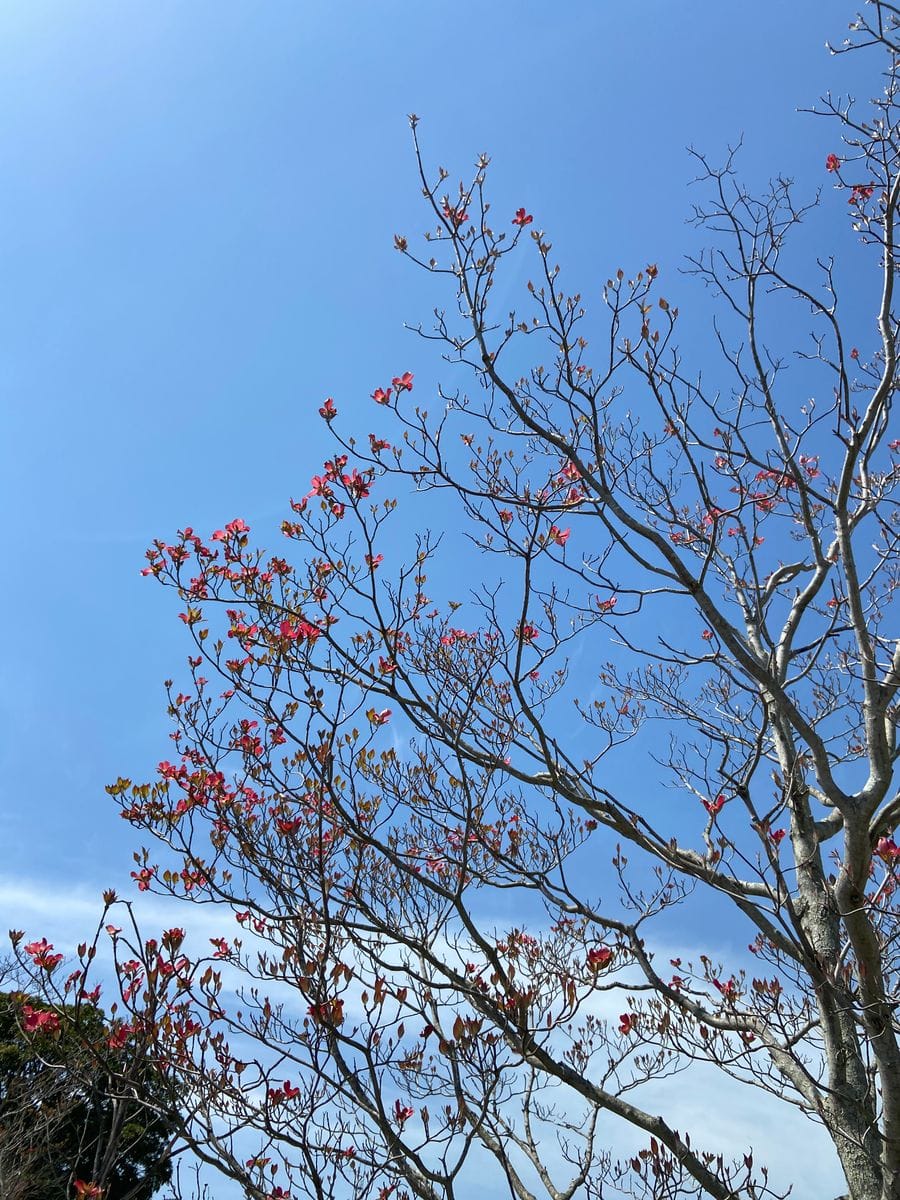 青空に映える花。