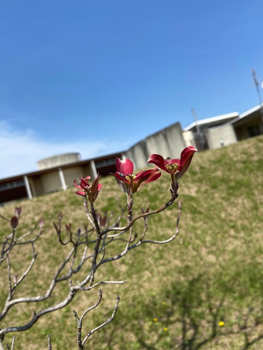 青空に映える花。