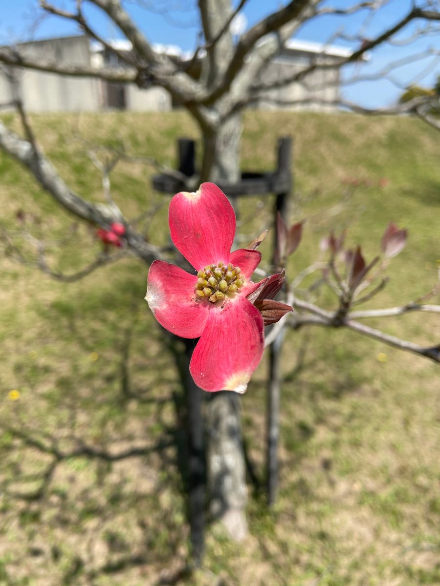 青空に映える花。