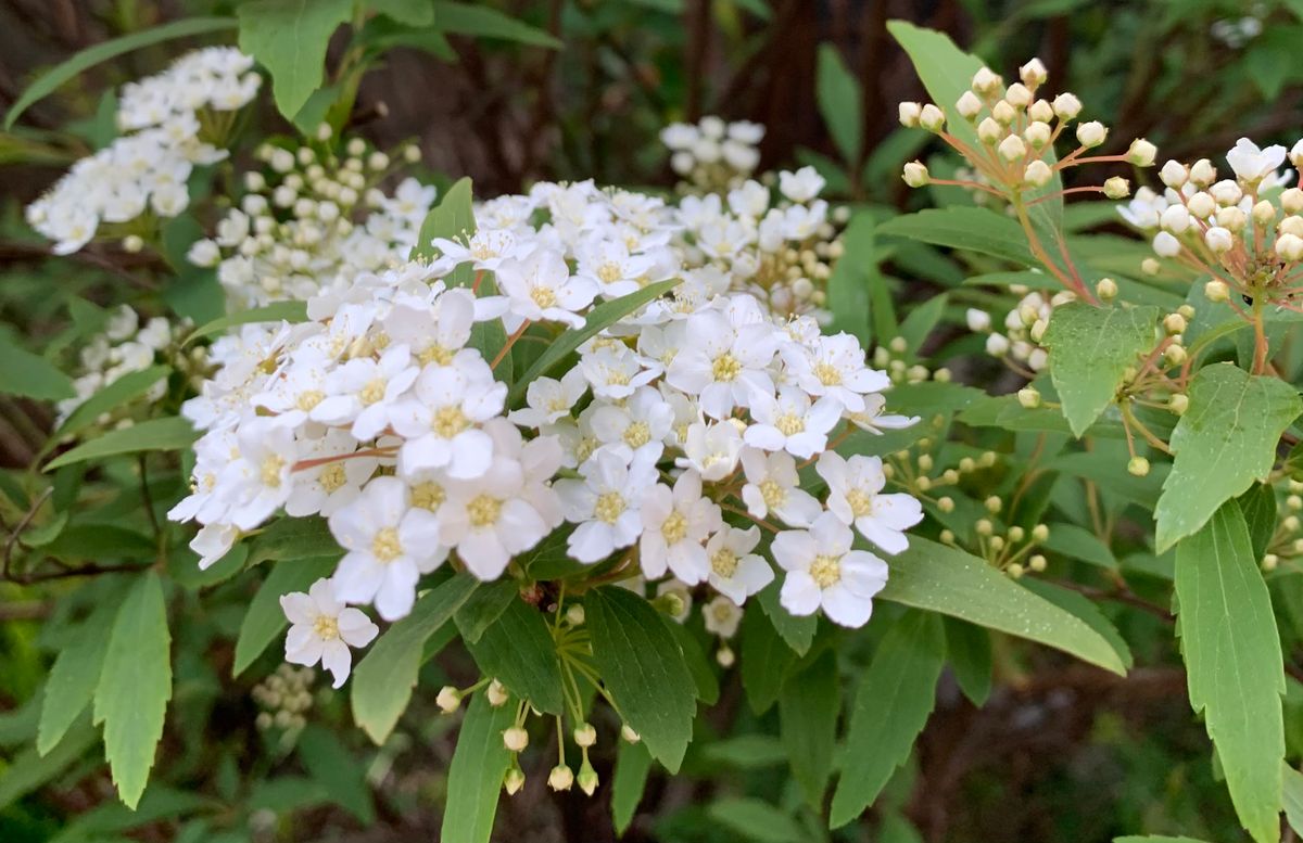 今日の花