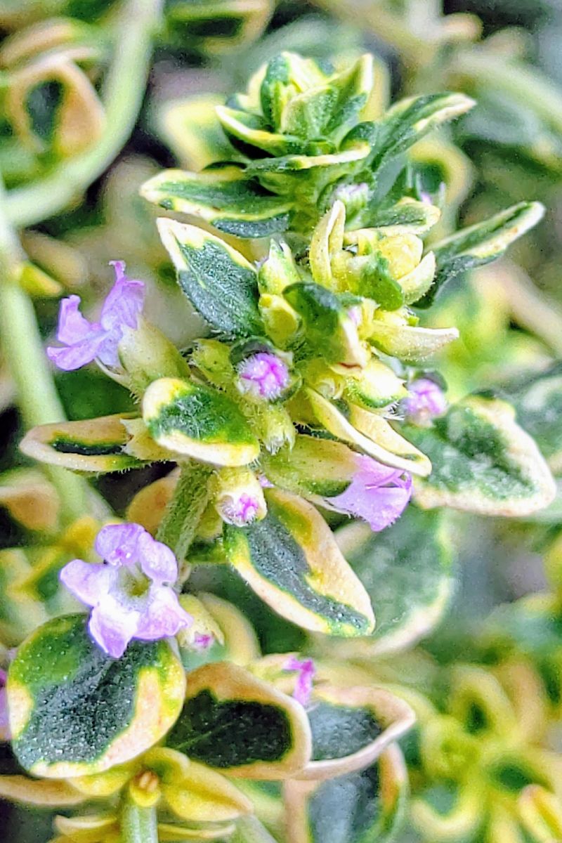 タイムの花