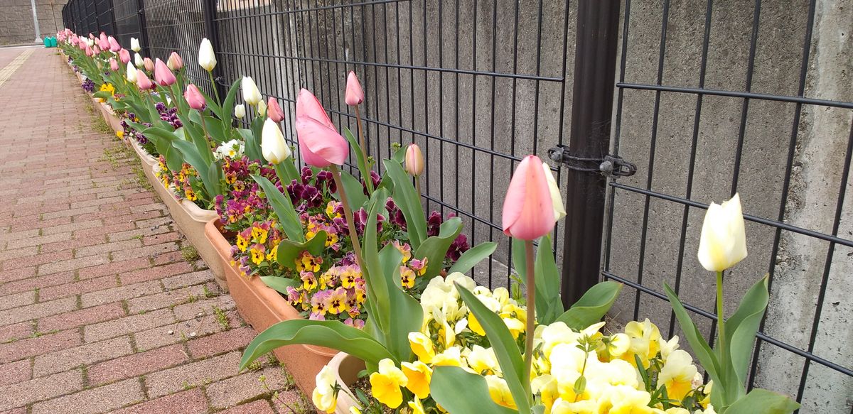 新潟市西区役所玄関前の花