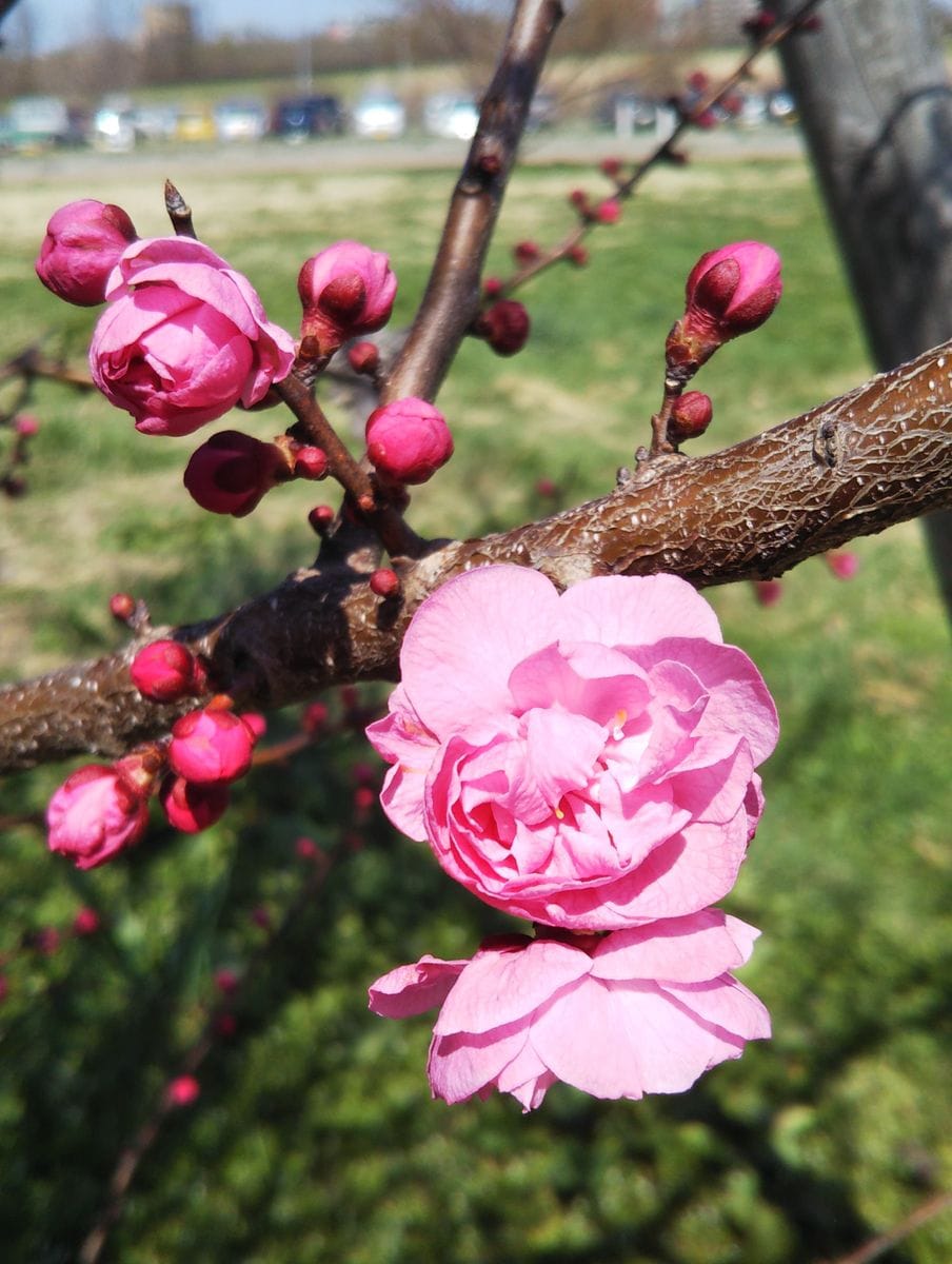 昨日の公園の花🌸