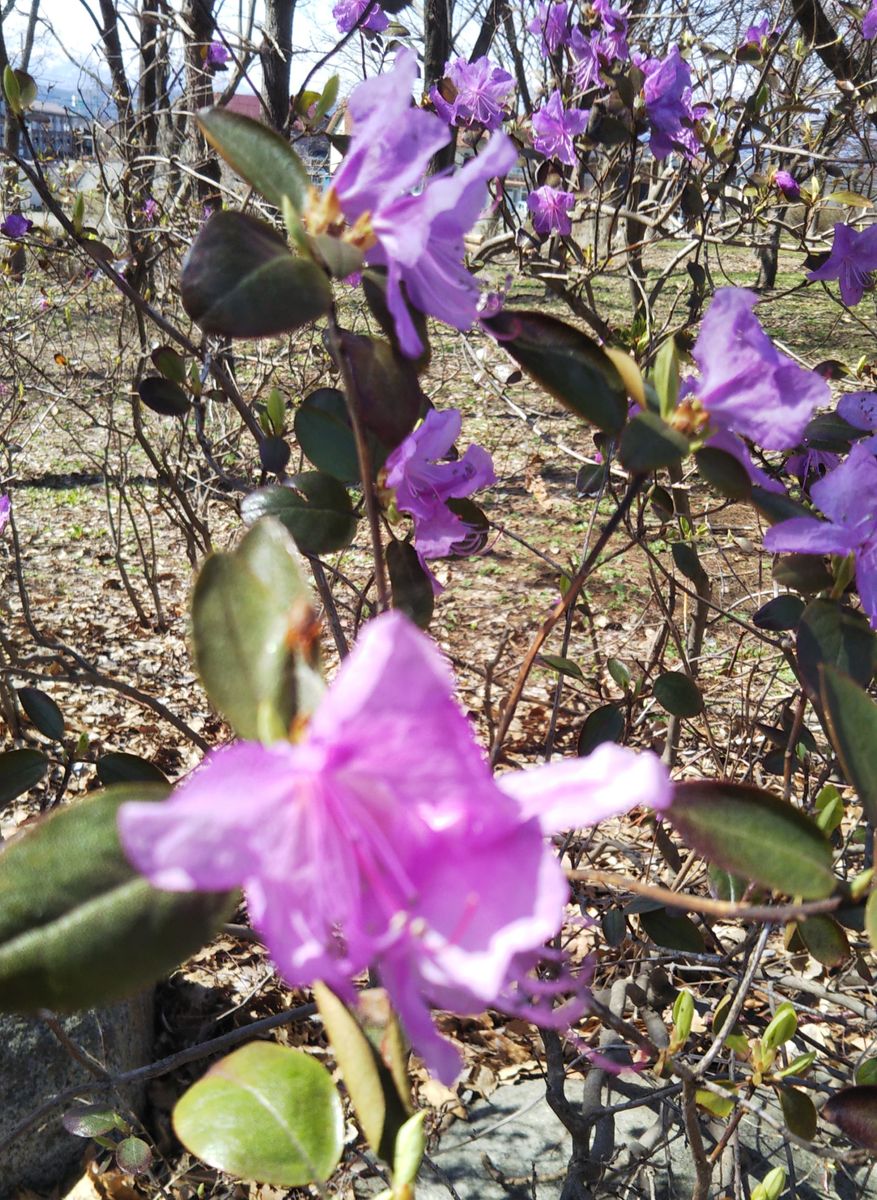 昨日の公園の花🌸