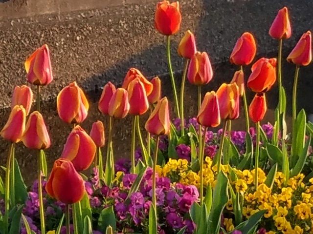 今朝の水上花壇です