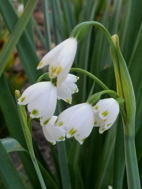 ブルーベリーの花