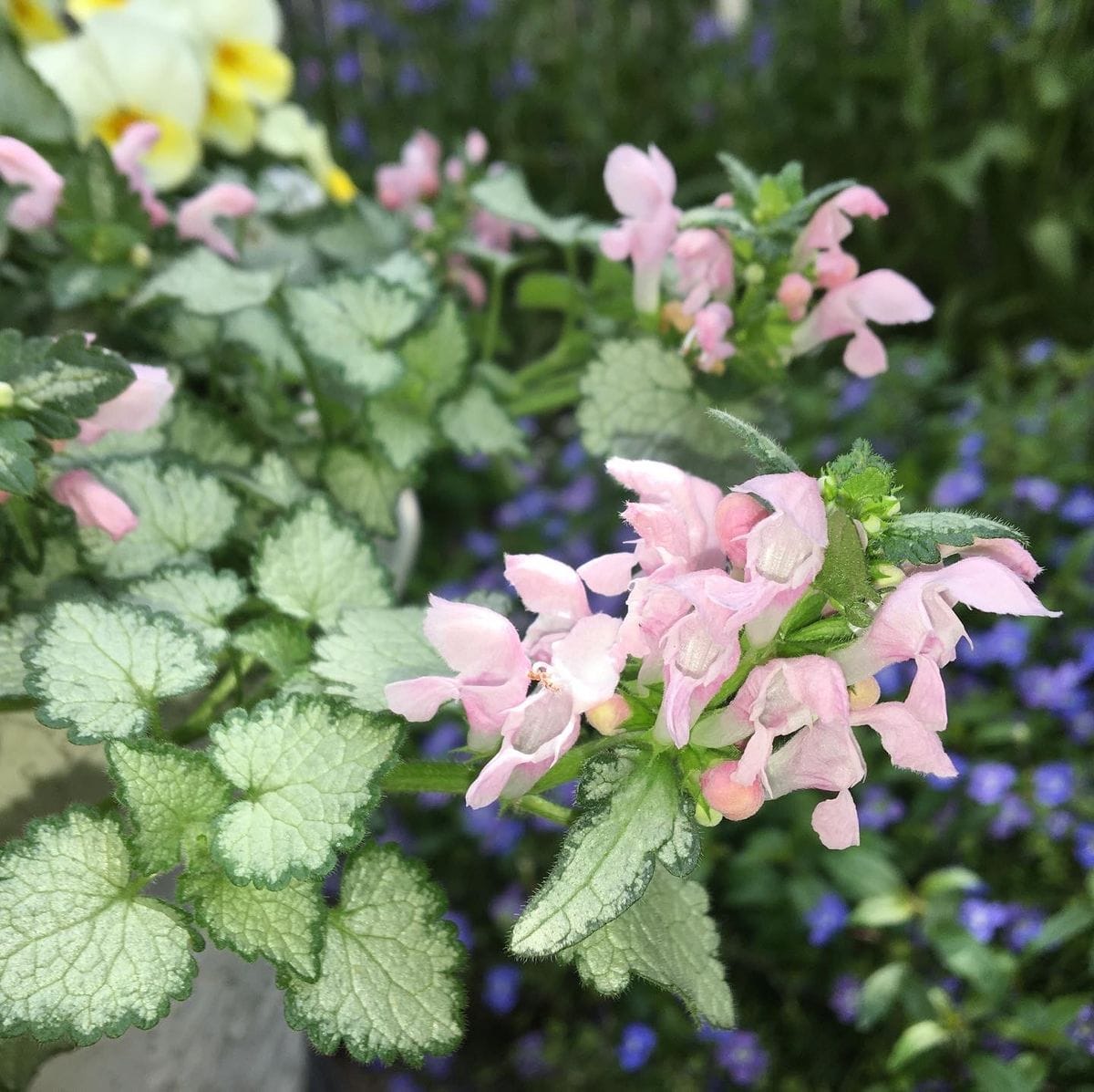 リーフの花