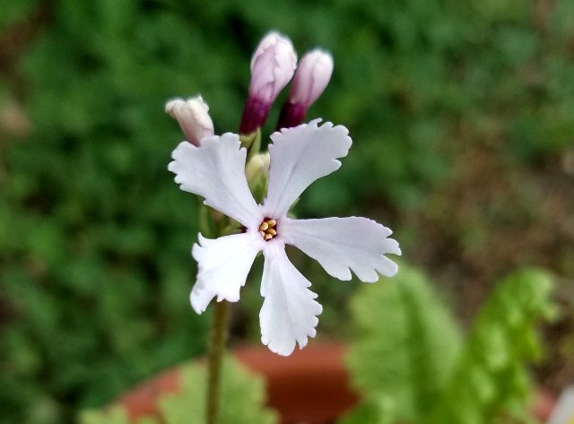 今朝の日本桜草