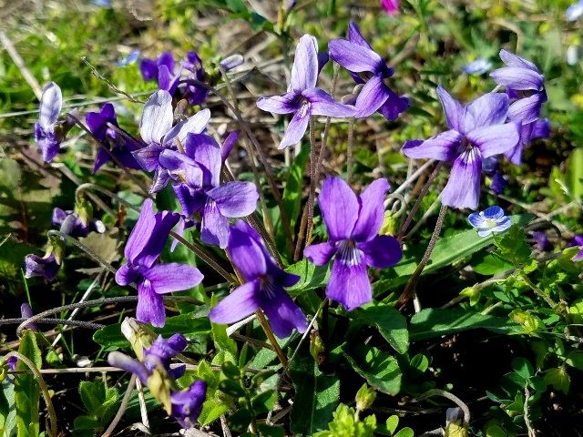 野の花