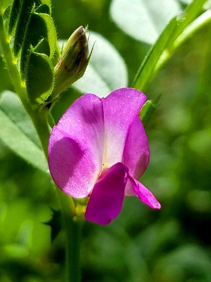 野の花