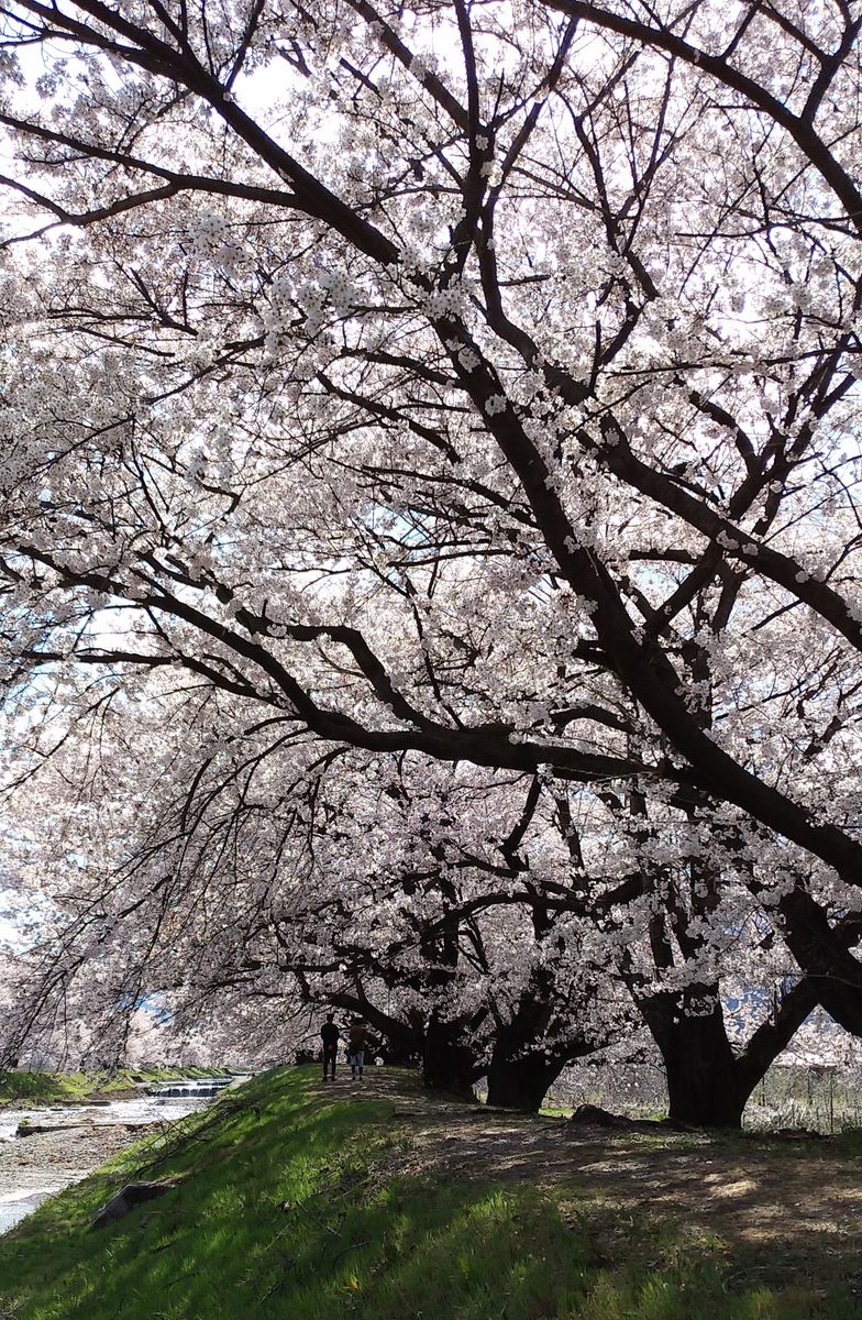 😉プチ🌸桜の名所・黒沢川護岸堤防の桜並木🌸