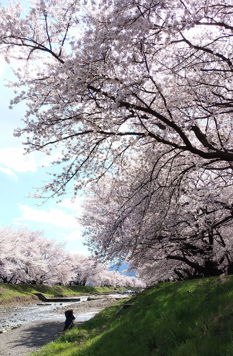 😉プチ🌸桜の名所・黒沢川護岸堤防の桜並木🌸