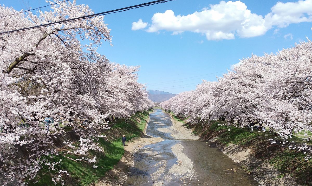 😉プチ🌸桜の名所・黒沢川護岸堤防の桜並木🌸