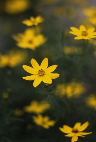 【植物図鑑】アルストロメリアなど5種類追加