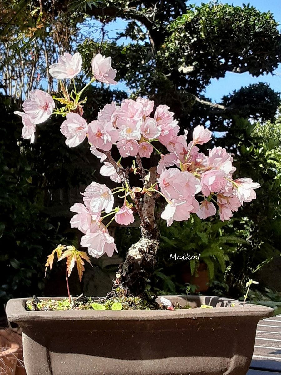 半歩遅れの花見。