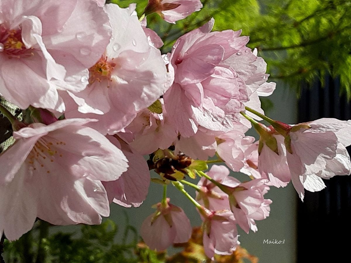 半歩遅れの花見。