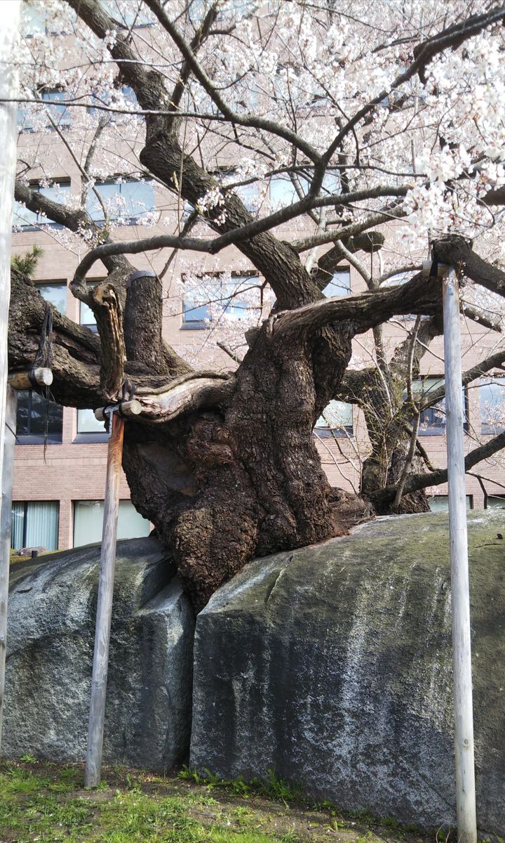 石割桜 満開🌸