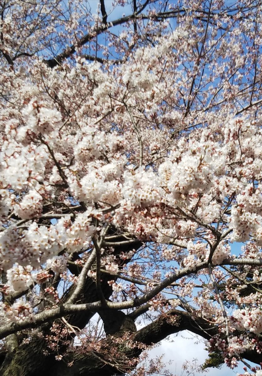 石割桜 満開🌸