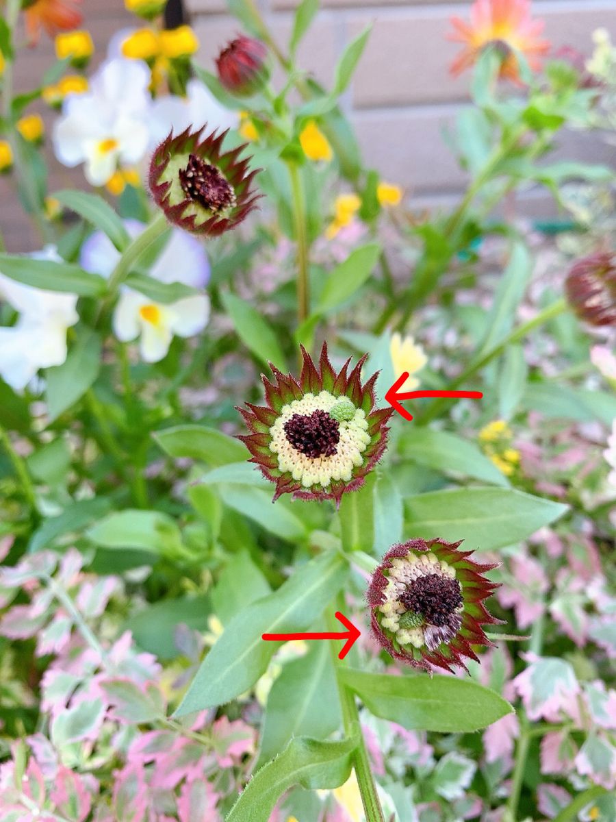 金魚草🌼（注:3枚目に虫ではないけど虫みたいな写真があります）