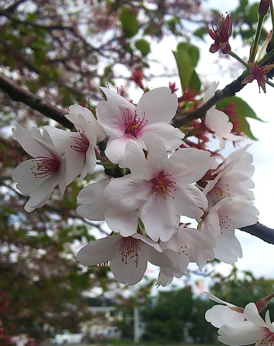 最後の桜🌸