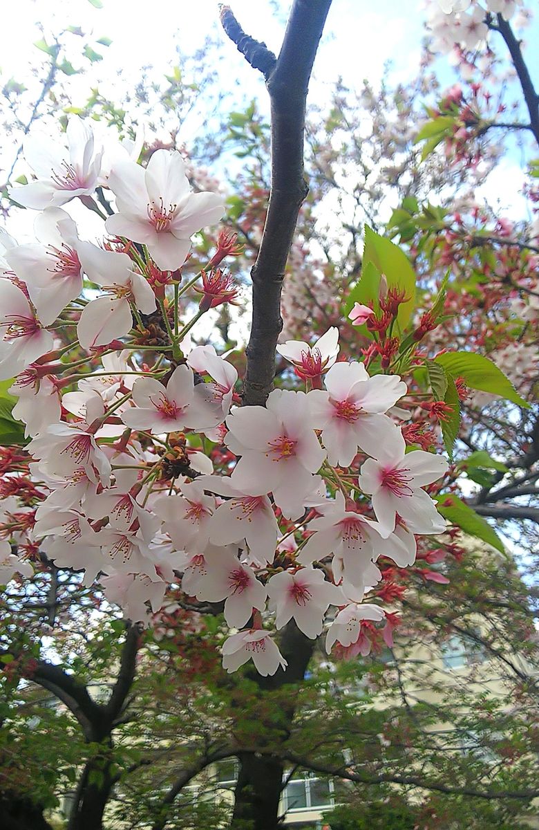 最後の桜🌸