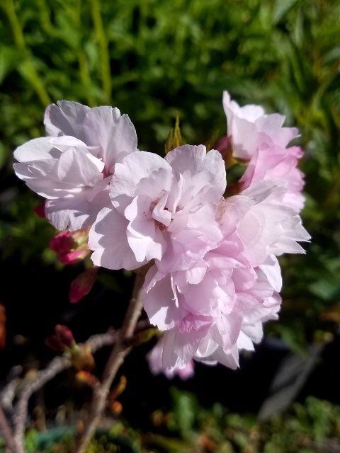 今日の桜・旭山