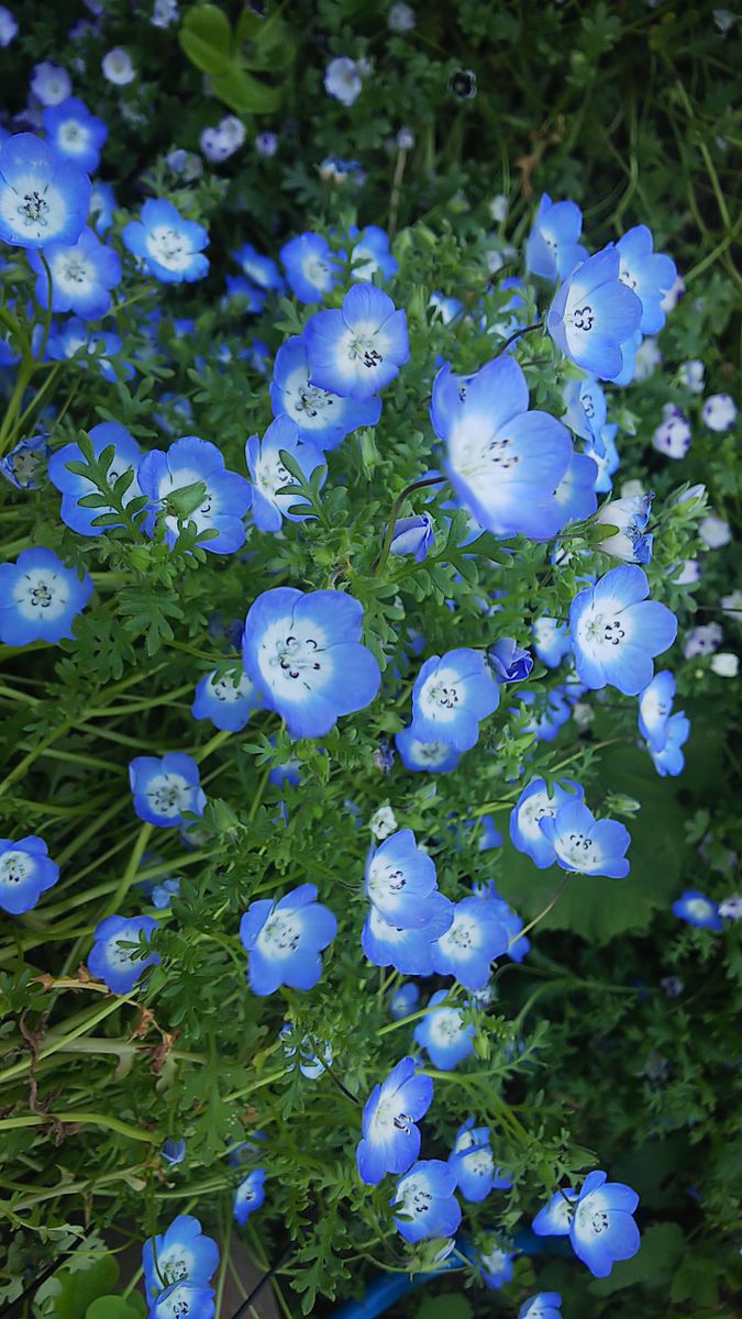 満開の春の花