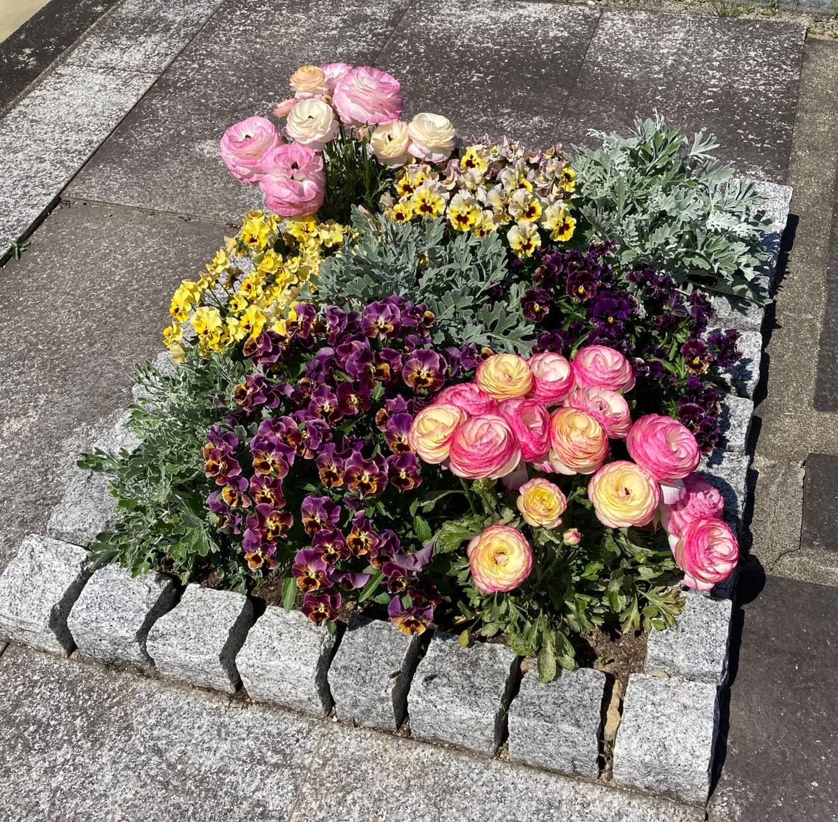 ラナンキュラス、花は次々咲くけれど。