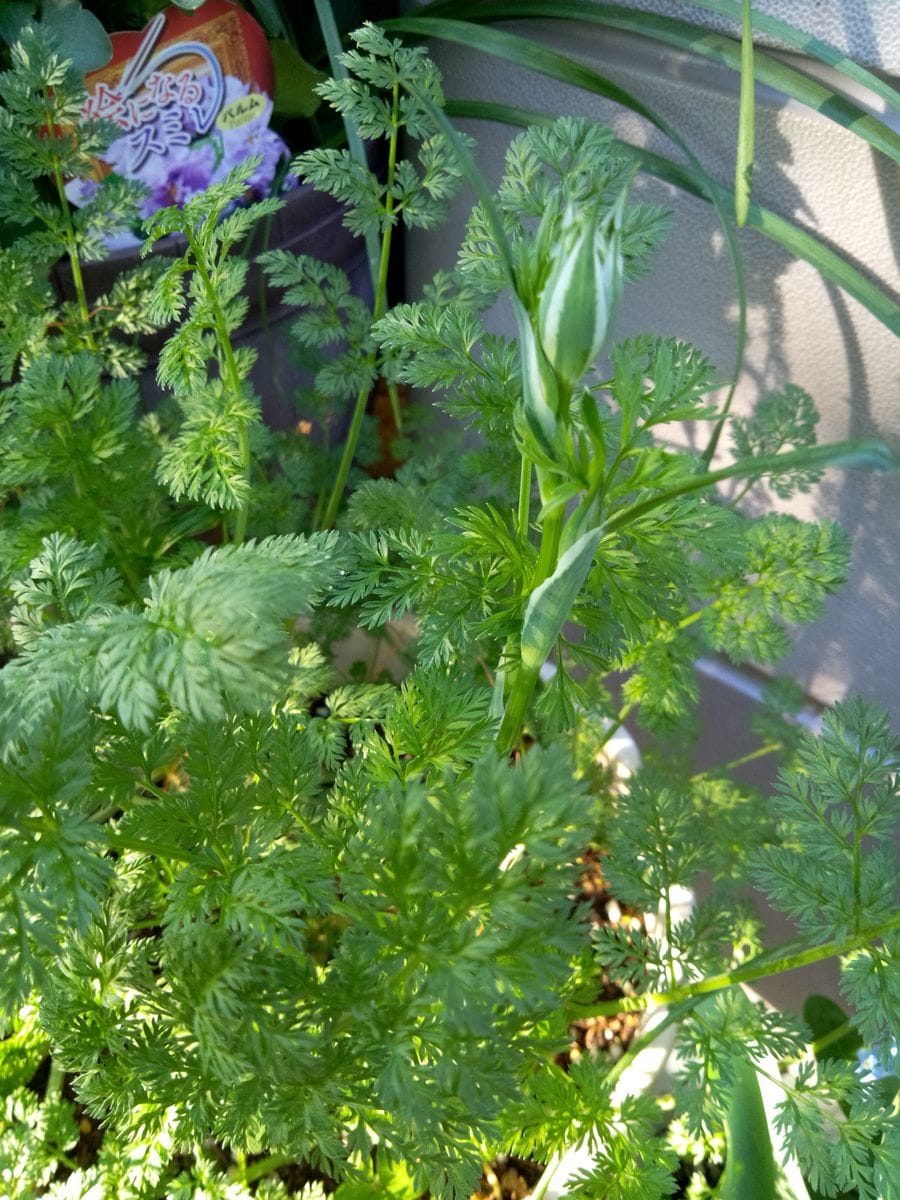 花芽発見☘️