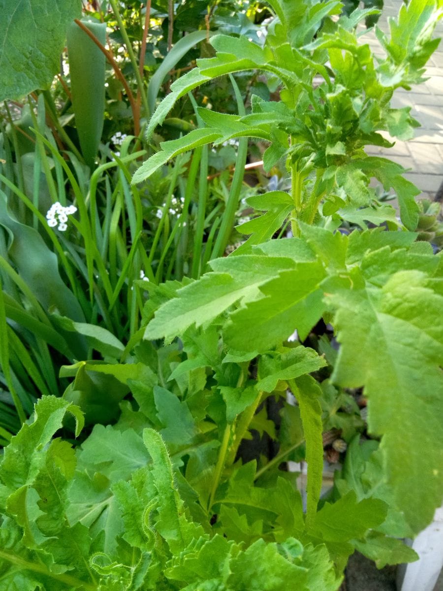 花芽発見☘️