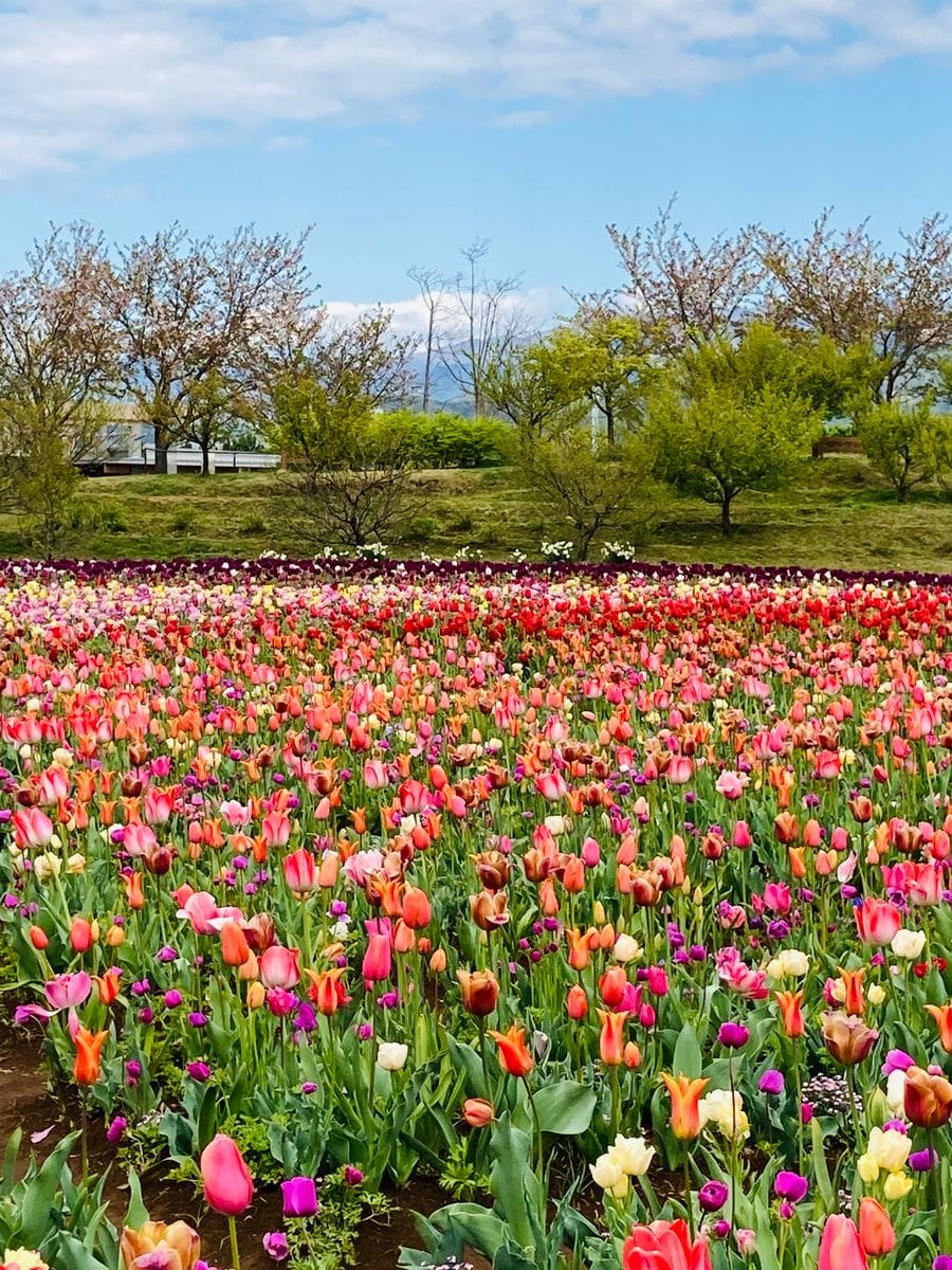 チューリップ🌷の花殻摘み🎵