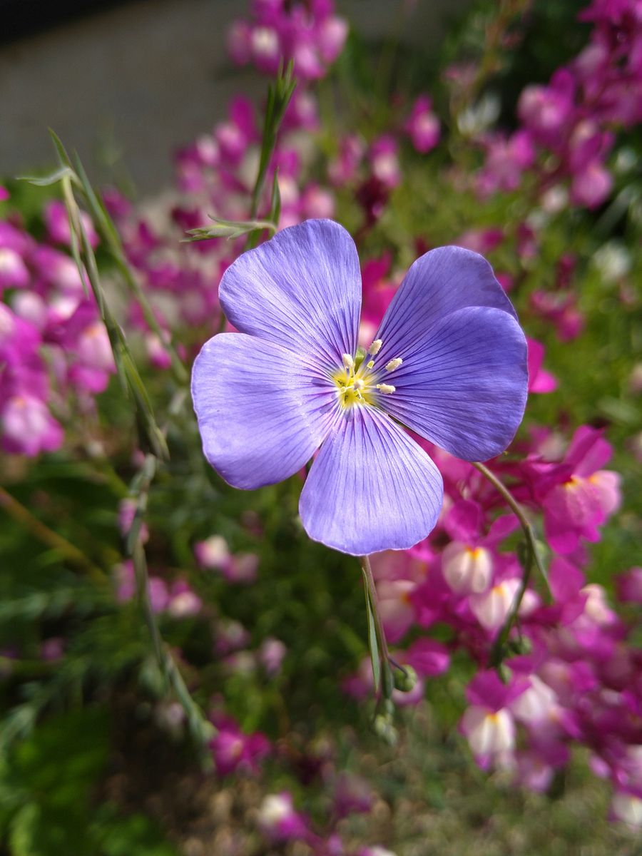 2年目の花