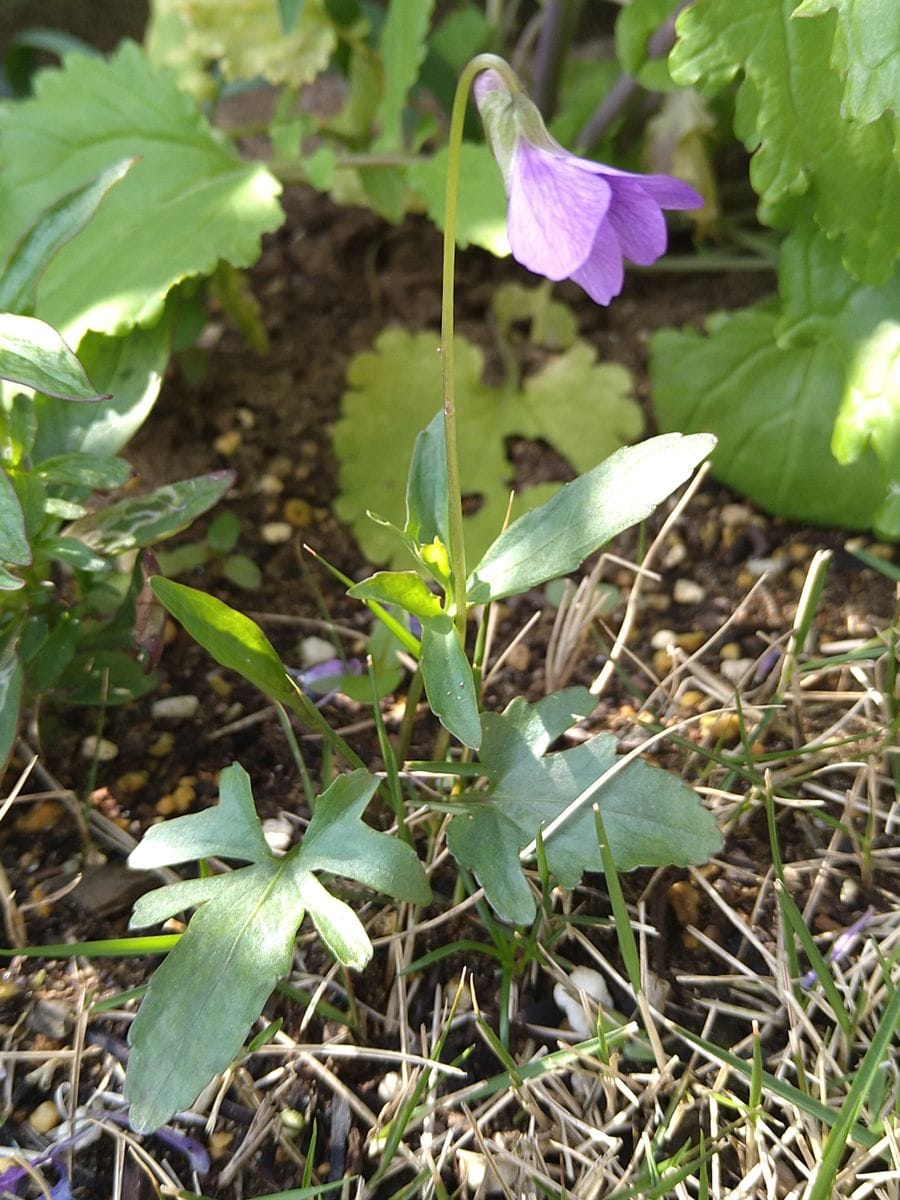 2年目の花