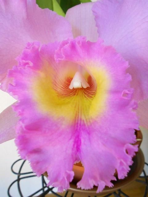 Rlc. マヒナヤヒロ ‘ウリィ’