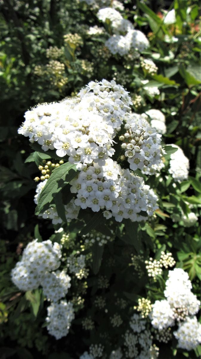 小手毬-地植えと鉢植えの差