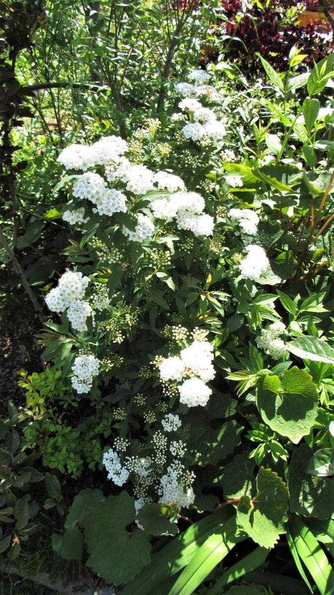 小手毬-地植えと鉢植えの差