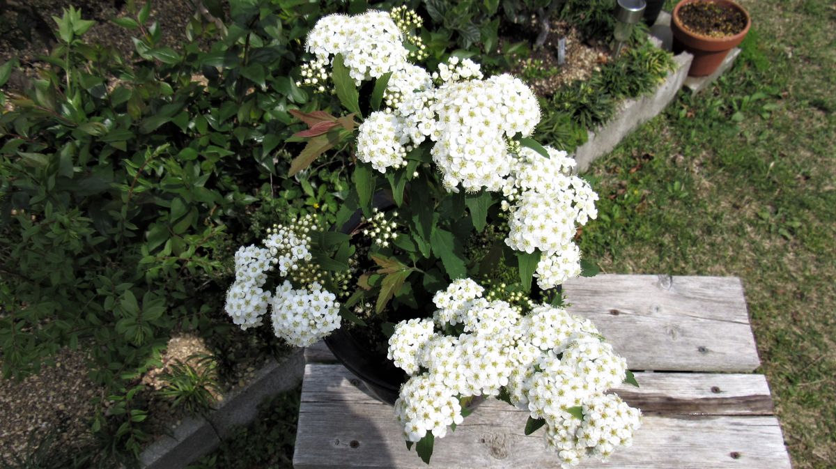 小手毬-地植えと鉢植えの差