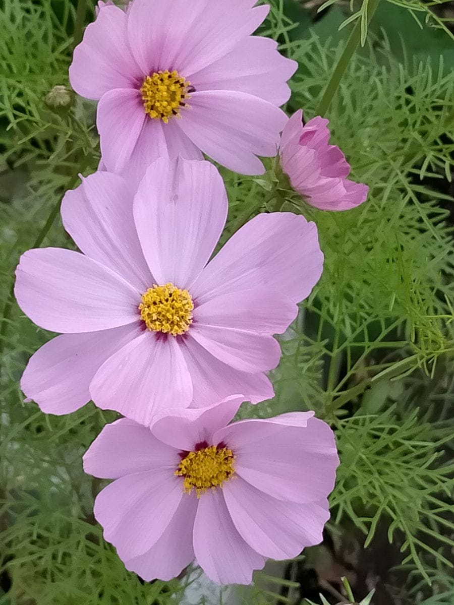 時期外れ？コスモス開花