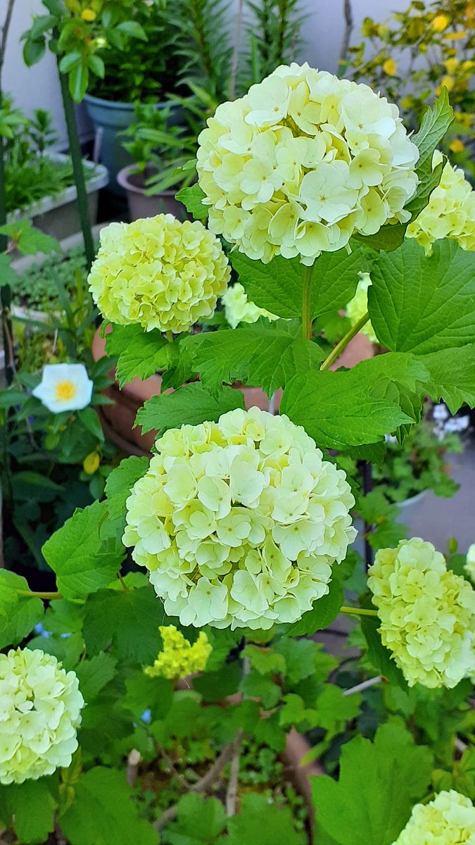 ふくおかルーバルガーデン5～春の🌸🌹🌿庭たより…手鞠灌木が花盛り🌸～💕