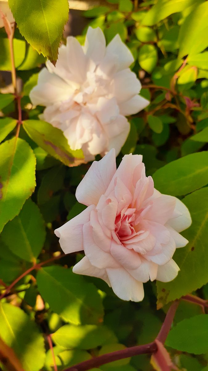 ふくおかルーバルガーデン5～春の🌸🌹🌿庭たより…手鞠灌木が花盛り🌸～💕